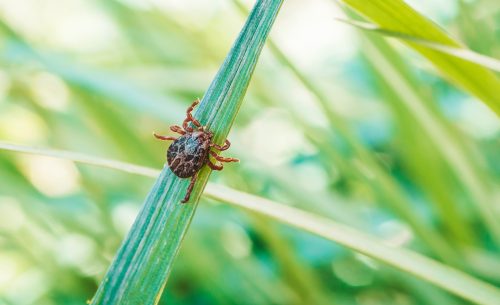 How Can I Reduce Annoying Insects Without Affecting Bees and Other Pollinators?