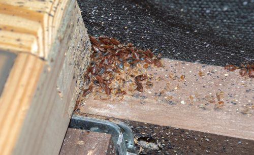 Which Pests Are the Hardest to Remove?