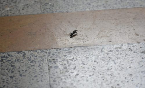Why Should You Never Squish Ants in Your Home?
