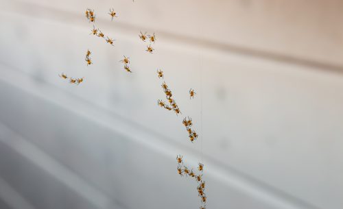 What Are the Causes of Spider Infestations?